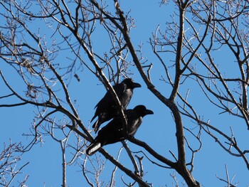 ハシブトガラス 泉の森公園 2021年12月26日(日)