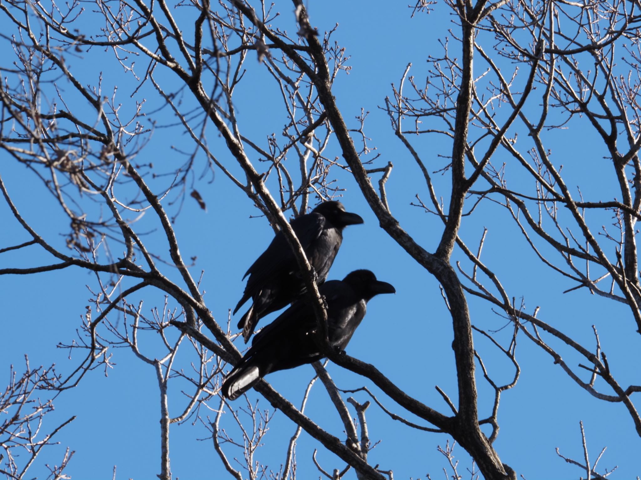 Large-billed Crow