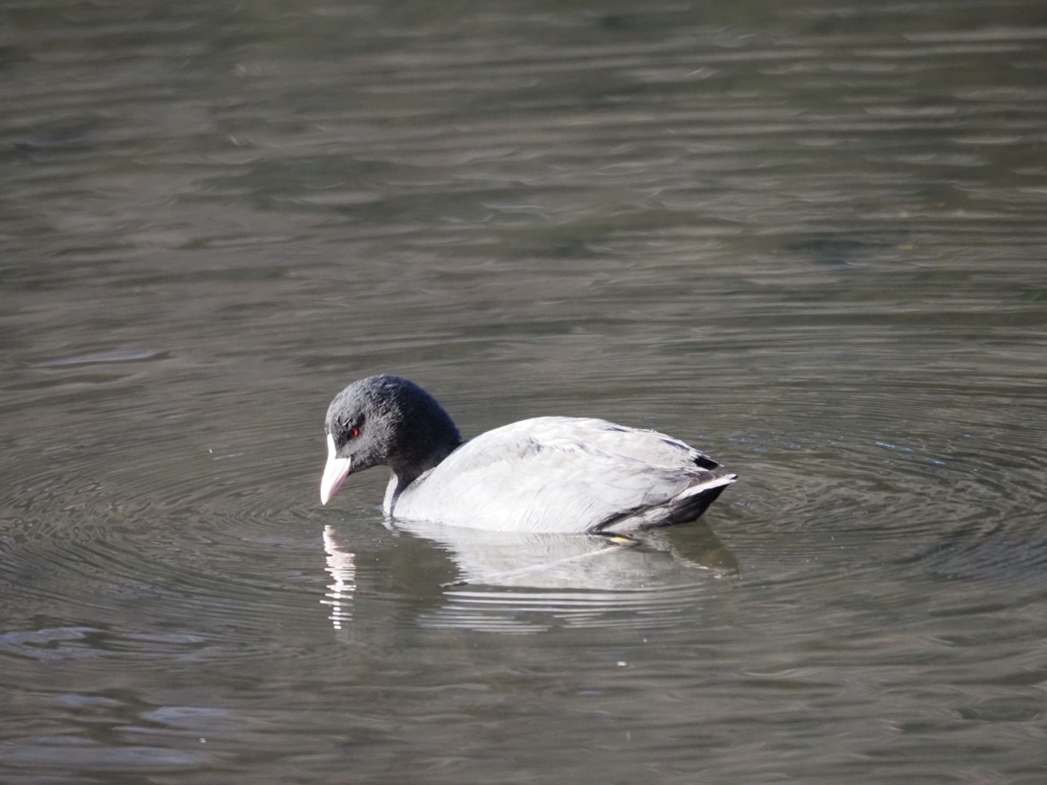 Photo of Eurasian Coot at 泉の森公園 by メメタァ