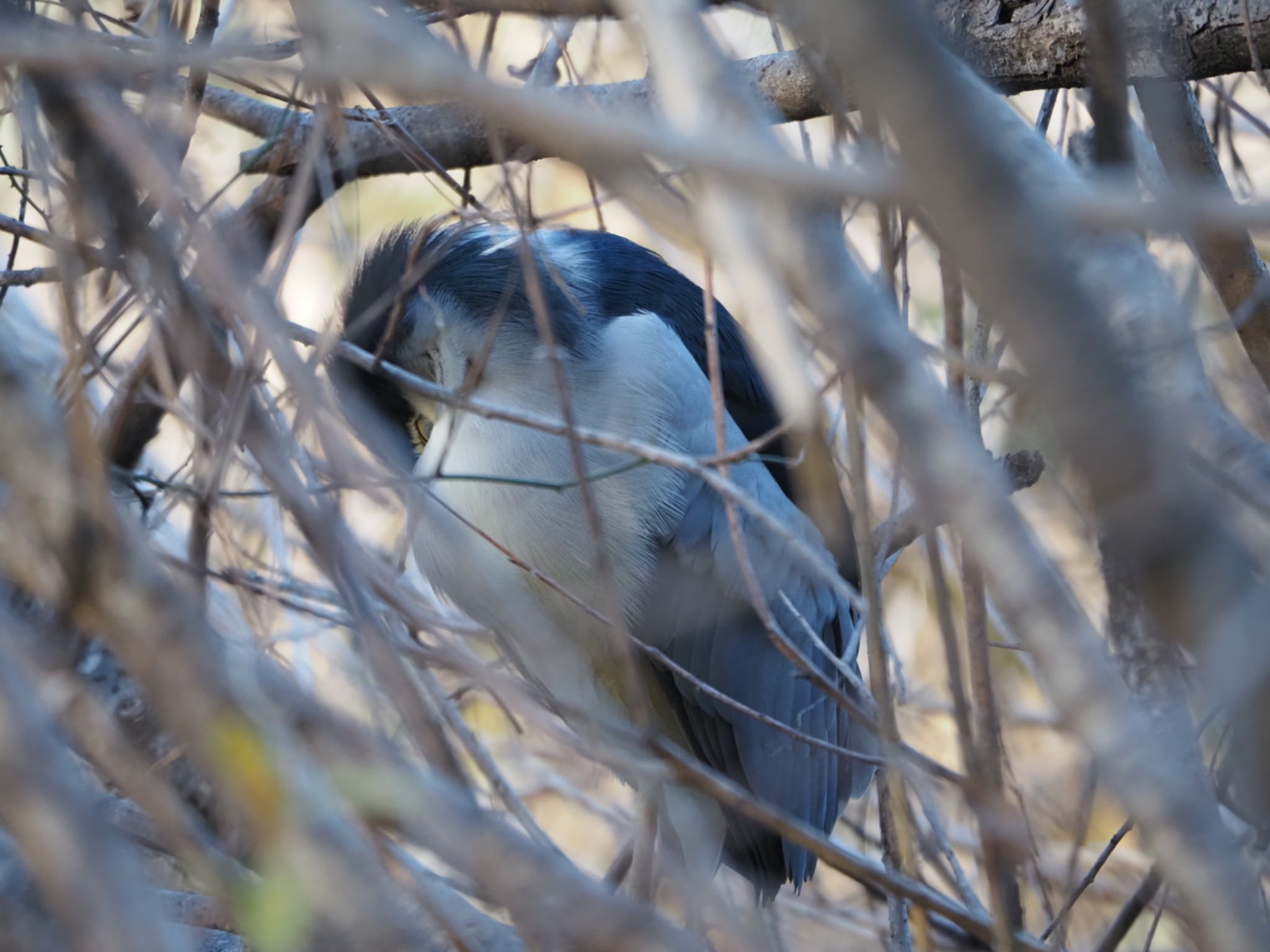Photo of Black-crowned Night Heron at 泉の森公園 by メメタァ