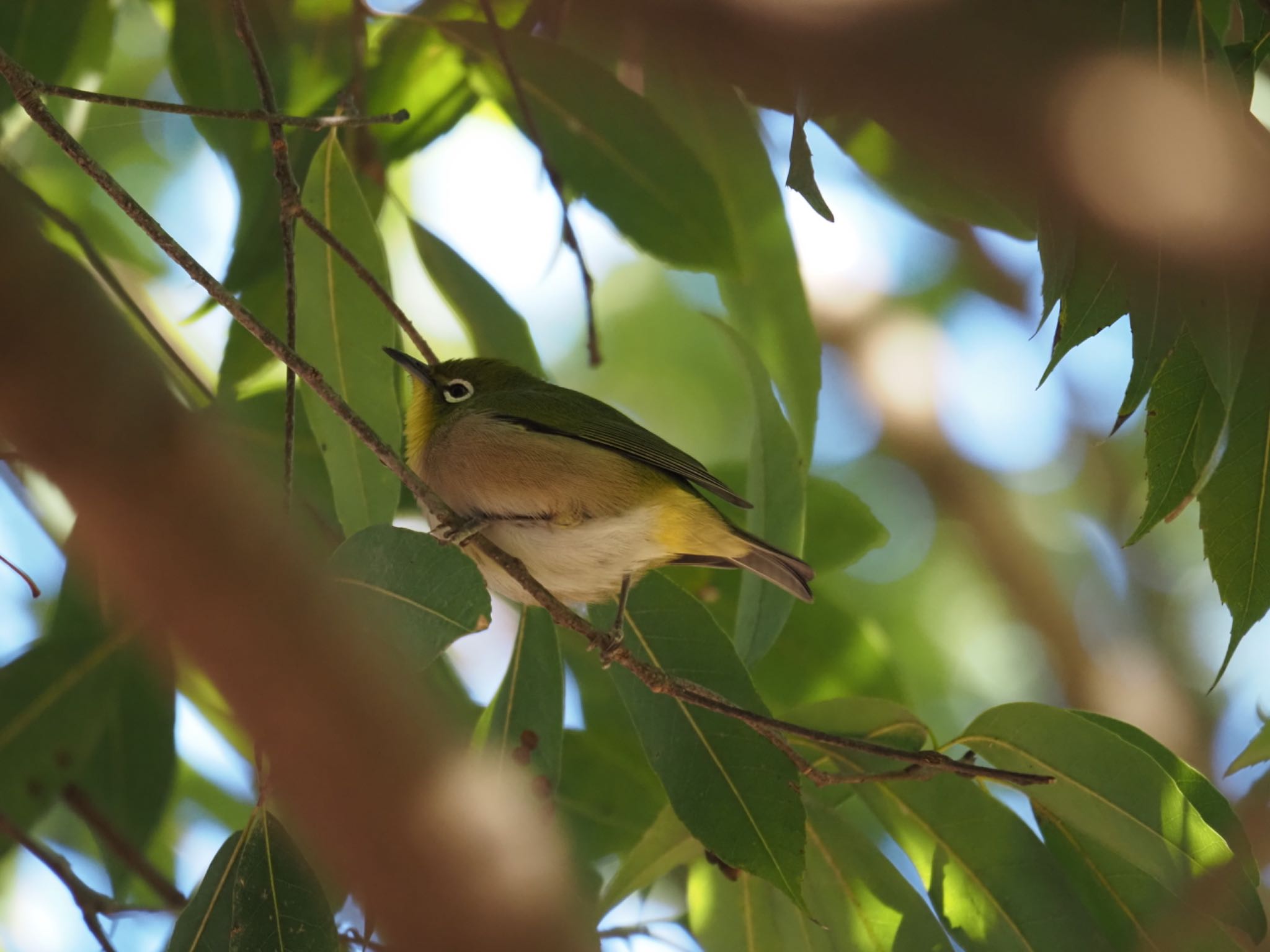 Warbling White-eye