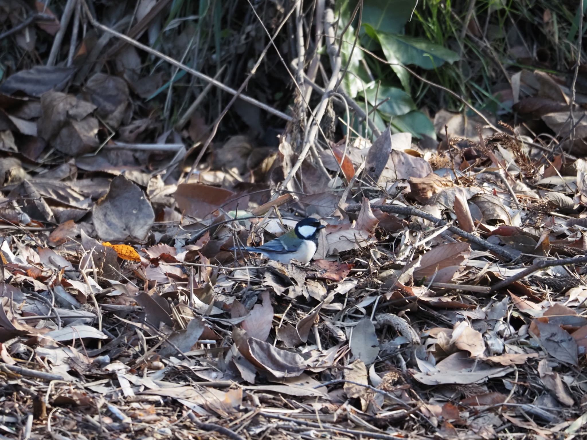 Photo of Japanese Tit at 泉の森公園 by メメタァ