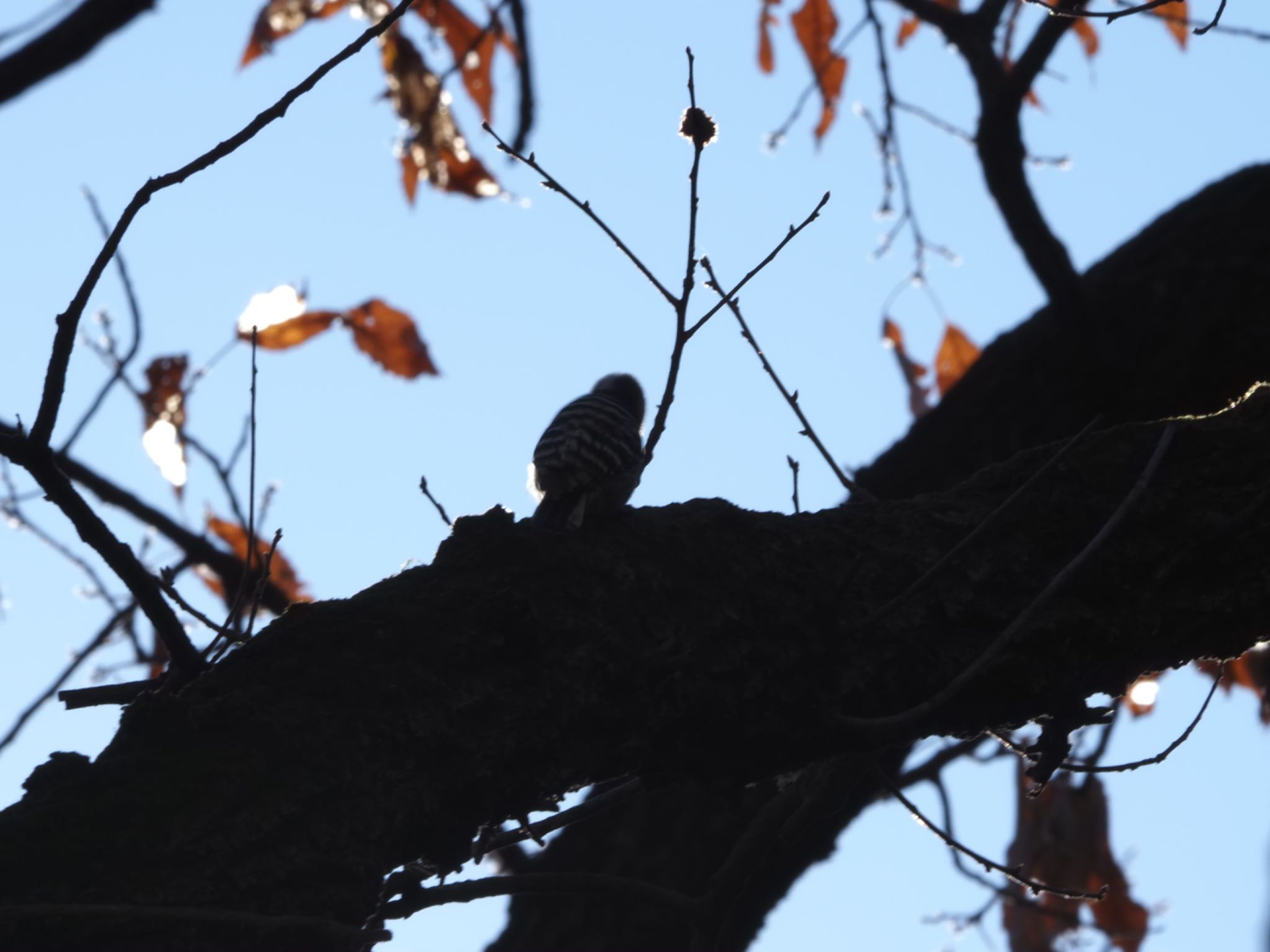 Japanese Pygmy Woodpecker