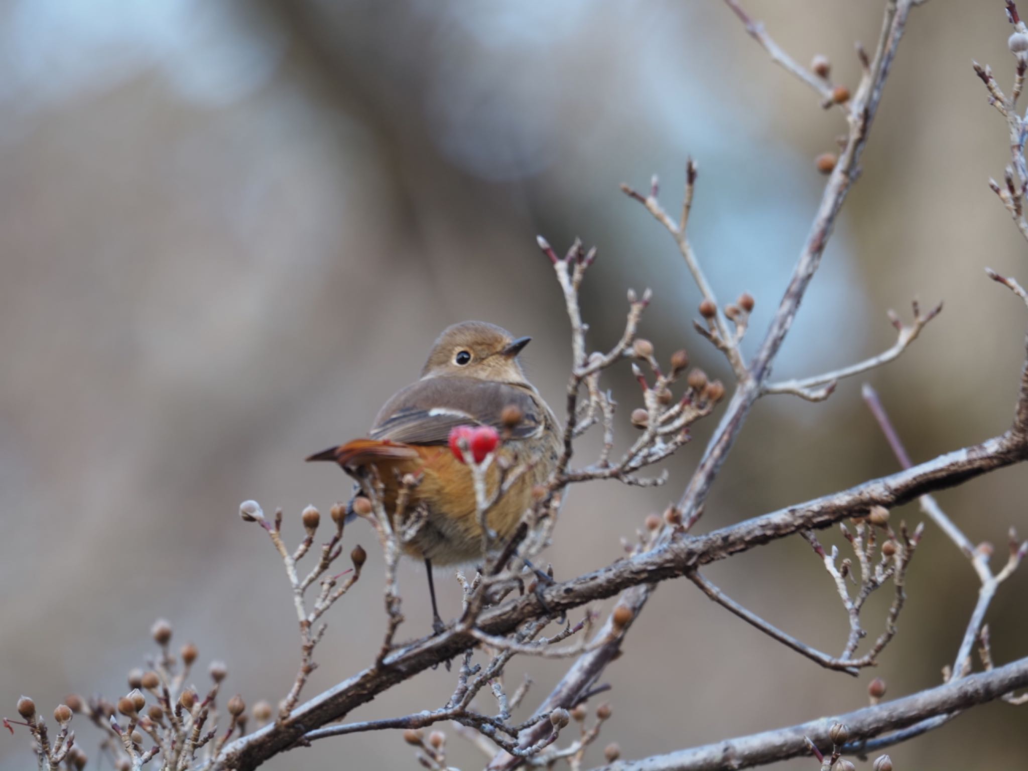 Daurian Redstart