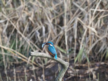 カワセミ 泉の森公園 2021年12月26日(日)