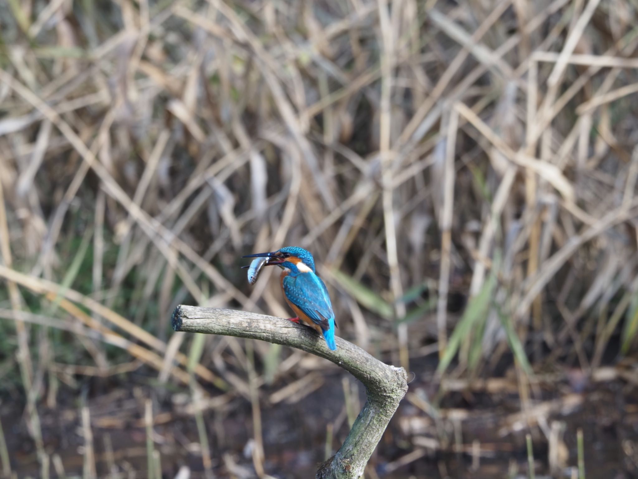 Common Kingfisher