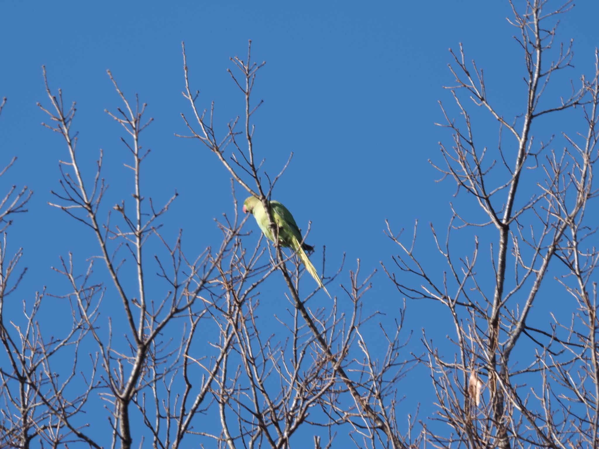 泉の森公園 ワカケホンセイインコの写真 by メメタァ