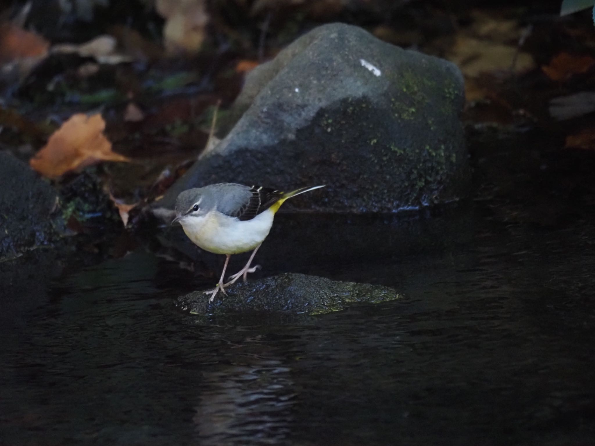 Photo of Grey Wagtail at 泉の森公園 by メメタァ