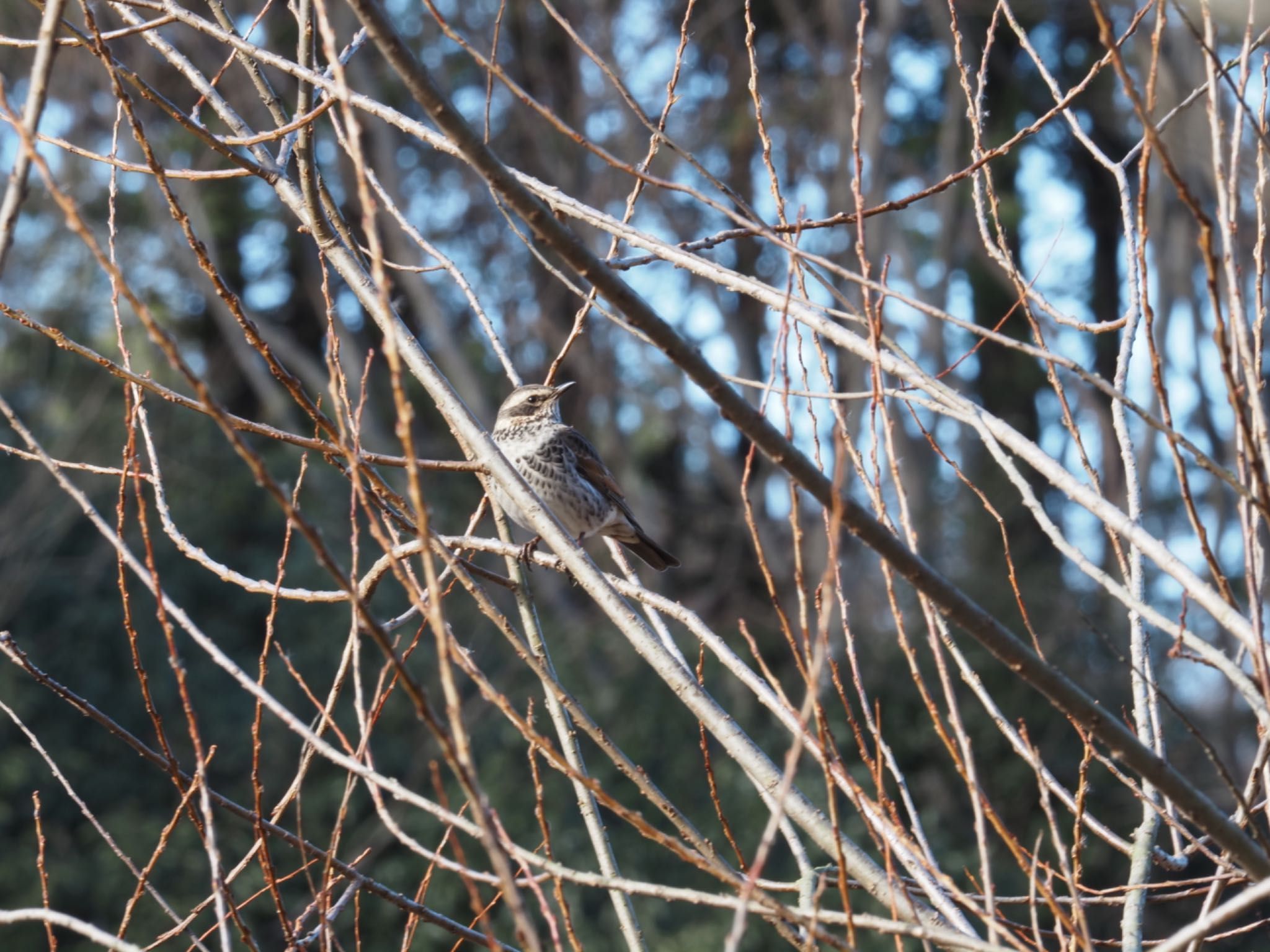 Dusky Thrush