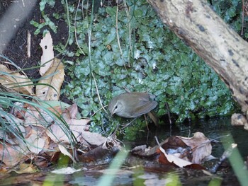 2021年12月26日(日) 泉の森公園の野鳥観察記録