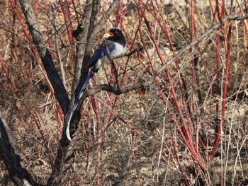 Red-billed Blue Magpie 奥林匹克森林公園(北京) Sun, 12/26/2021