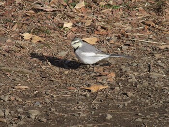 White Wagtail 善福寺公園 Sun, 12/26/2021