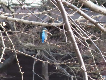 Common Kingfisher 善福寺公園 Sun, 12/26/2021