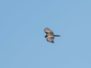 Black Kite 千住桜木自然地 (東京都足立区) Mon, 9/20/2021