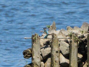 2021年9月20日(月) 千住桜木自然地 (東京都足立区)の野鳥観察記録