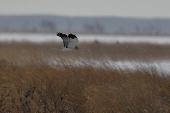 Hen Harrier Unknown Spots Sun, 12/26/2021