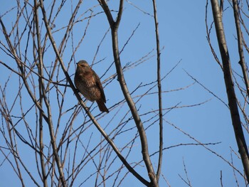 Naumann's Thrush 奥林匹克森林公園(北京) Sun, 12/26/2021