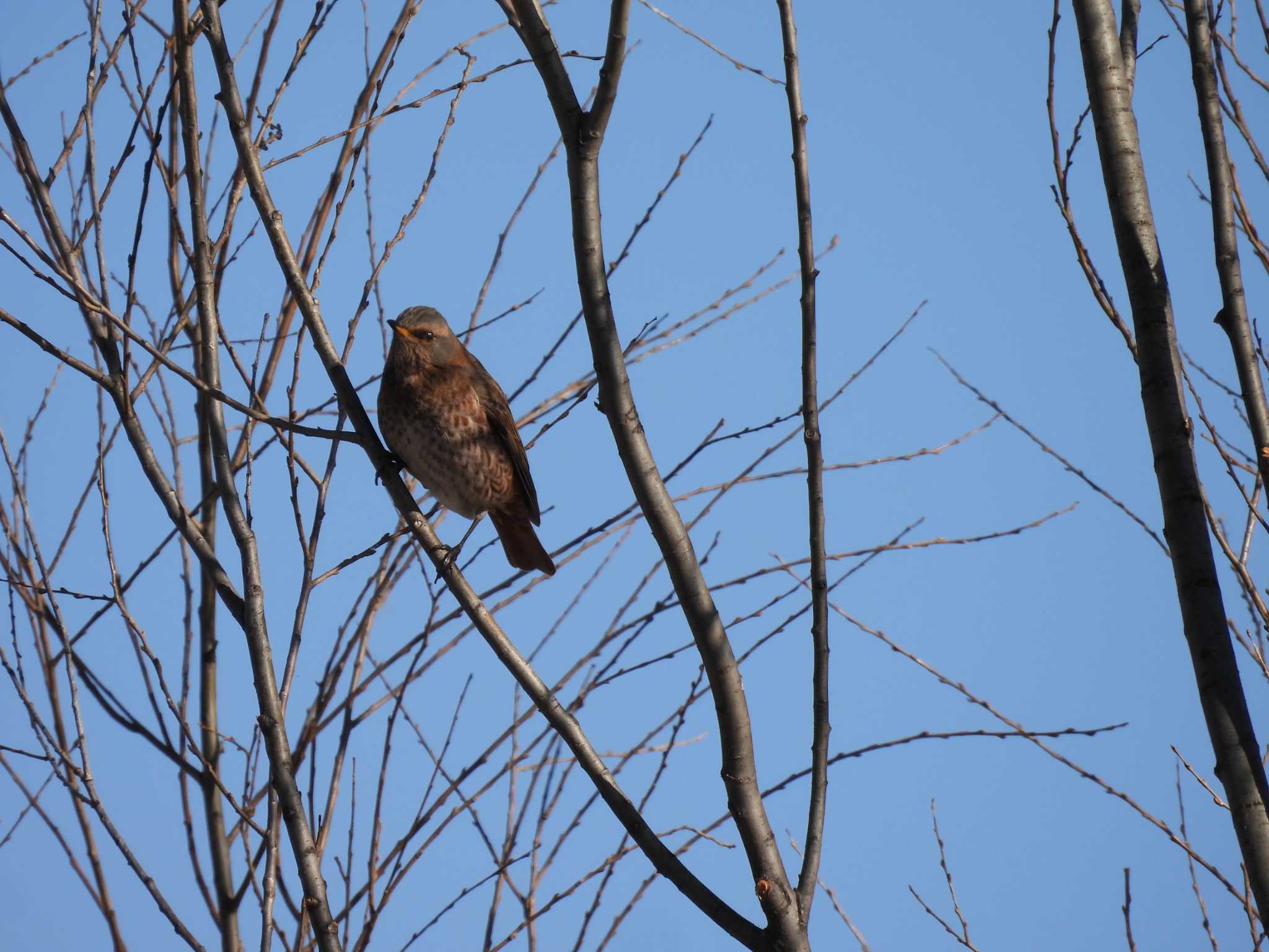 Naumann's Thrush