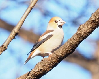 2022年1月18日(火) 横浜市児童遊園地の野鳥観察記録