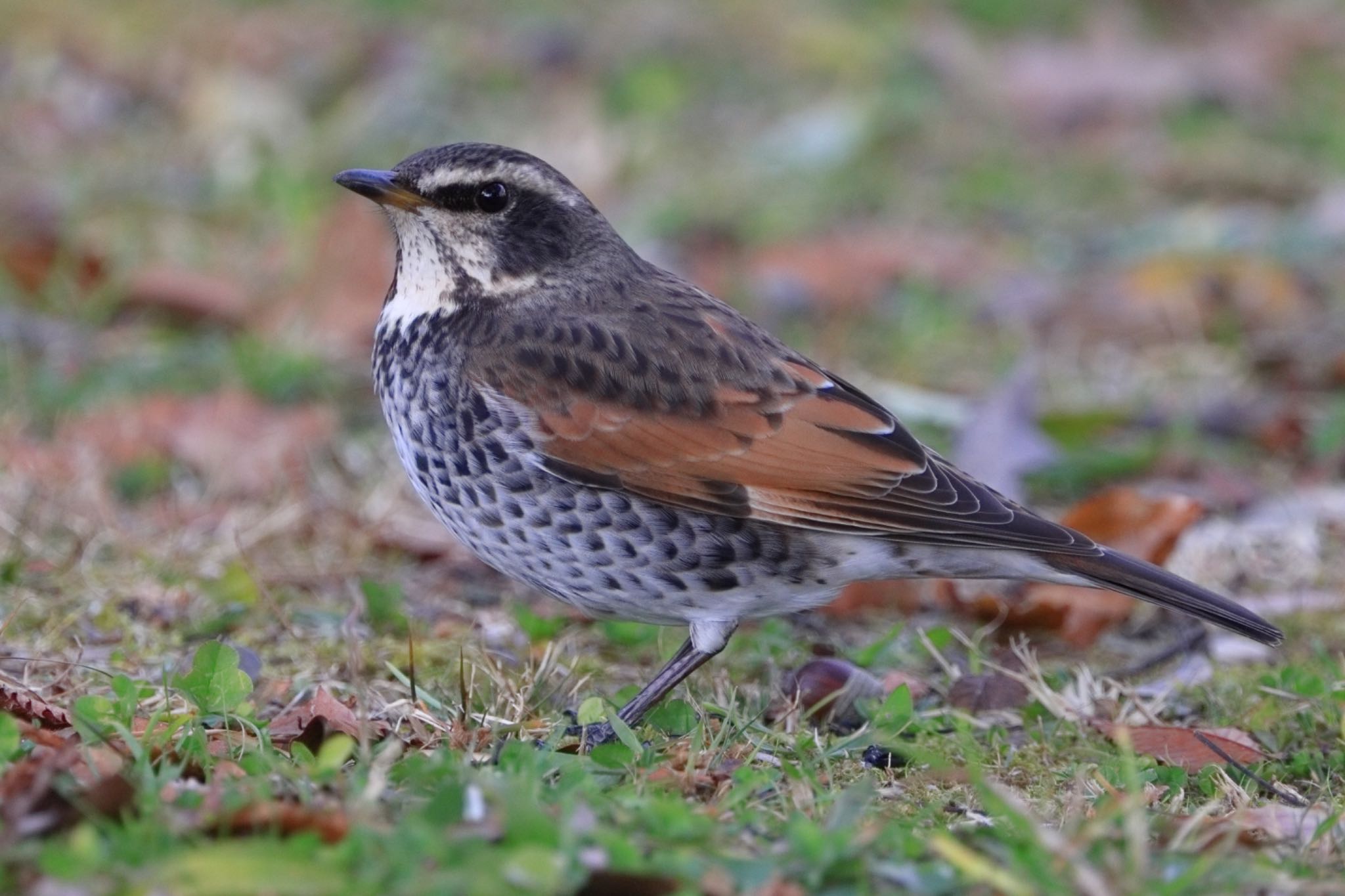 Photo of Dusky Thrush at 落合公園 by Yoshitaka Ito