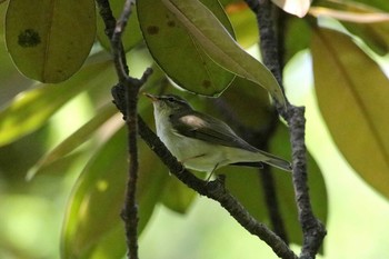 2017年5月11日(木) 大阪城公園の野鳥観察記録