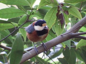 2021年12月27日(月) 21世紀の森と広場(千葉県松戸市)の野鳥観察記録