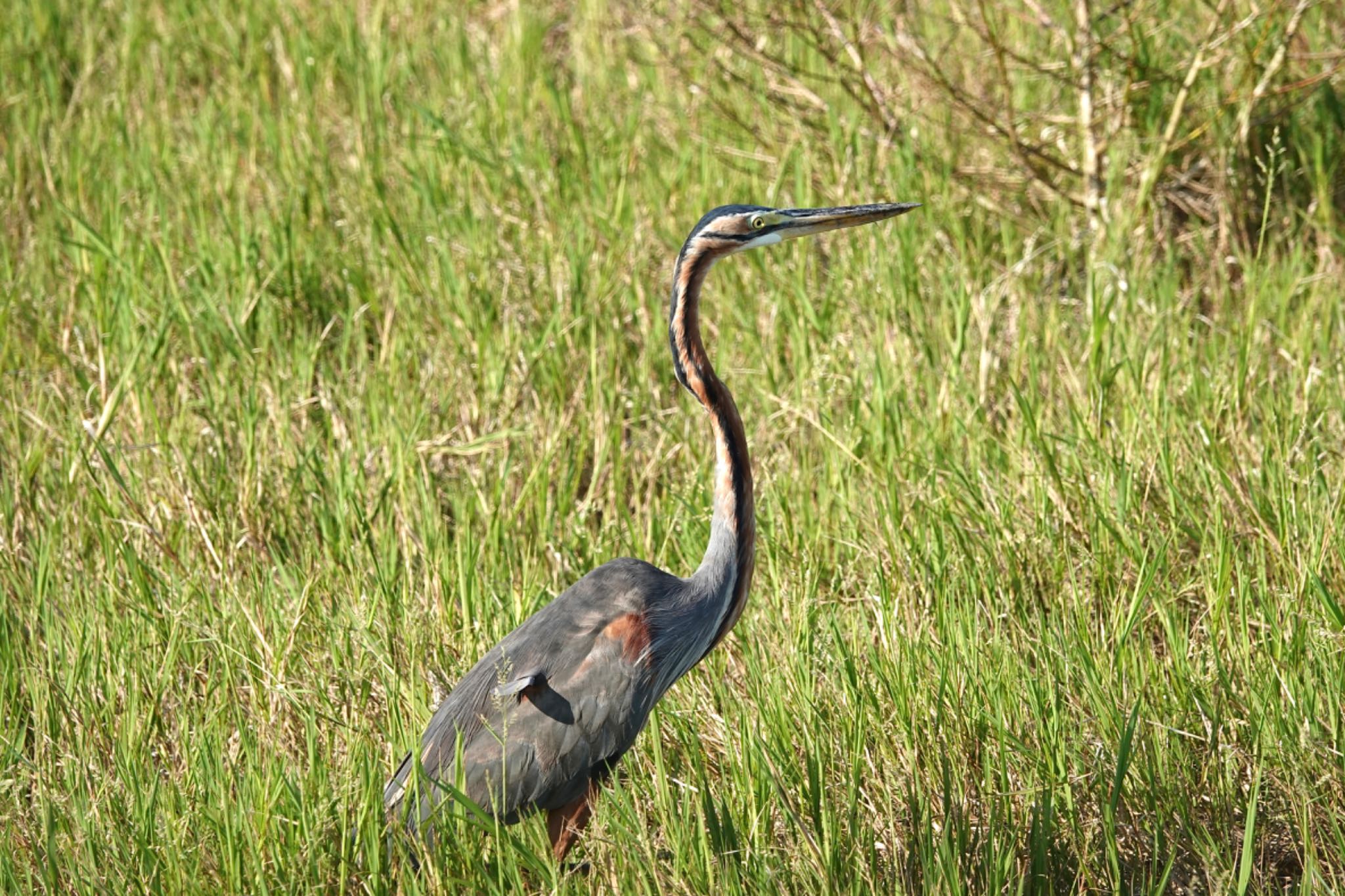 Photo of Purple Heron at Ishigaki Island by のどか