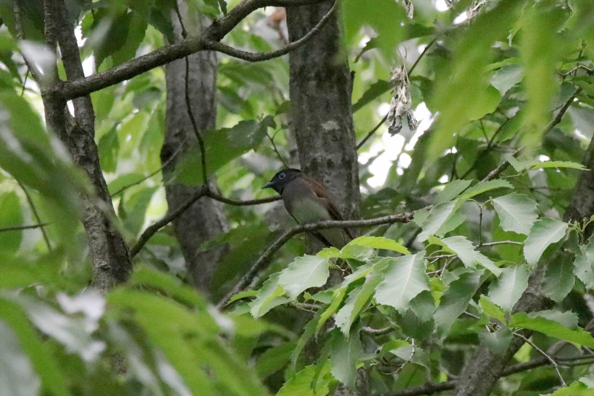 Black Paradise Flycatcher