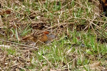 Chinese Bamboo Partridge Maioka Park Sat, 12/25/2021