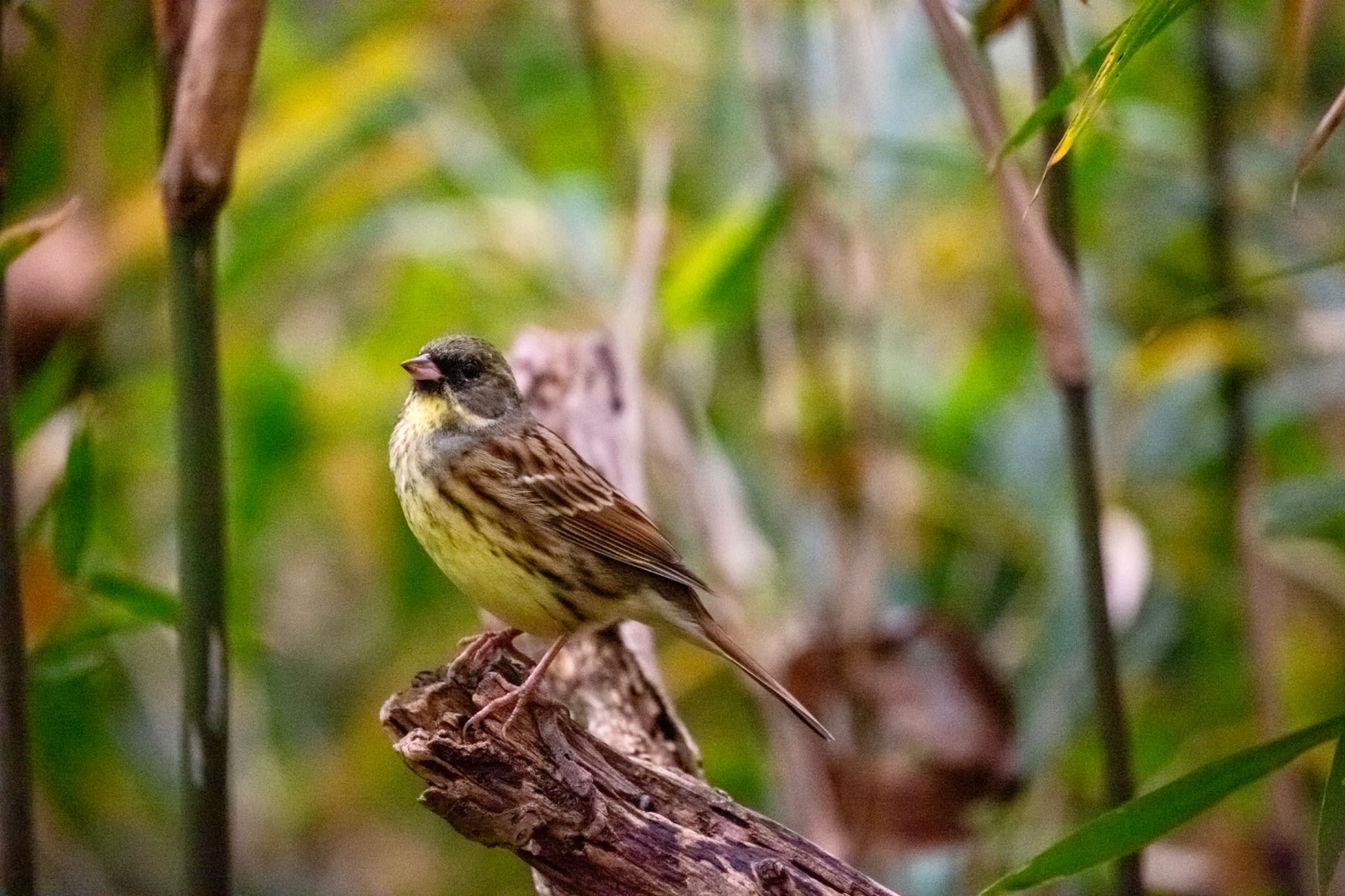 Photo of Masked Bunting at Maioka Park by Leaf