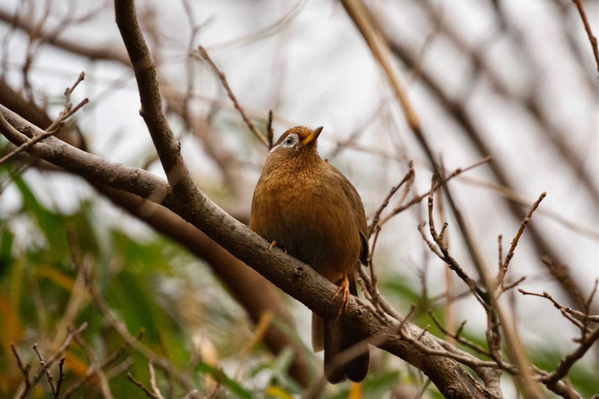 Photo of Chinese Hwamei at Maioka Park by Leaf