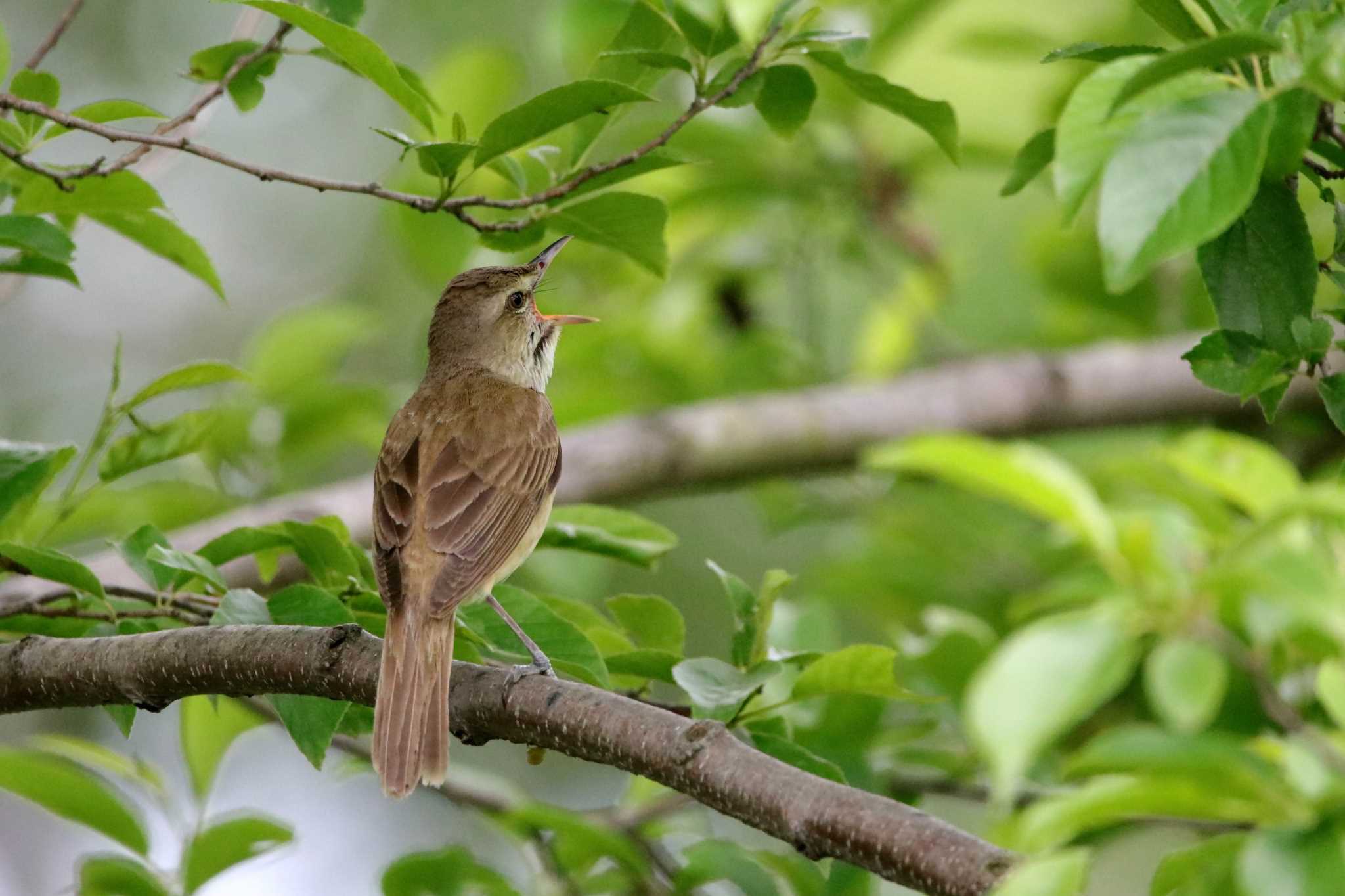 Oriental Reed Warbler