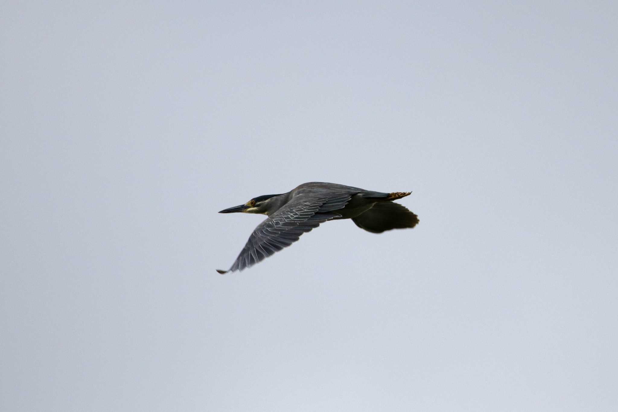 Striated Heron