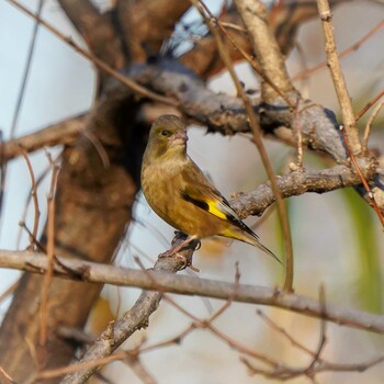 カワラヒワ 大麻生野鳥の森公園 2021年12月18日(土)