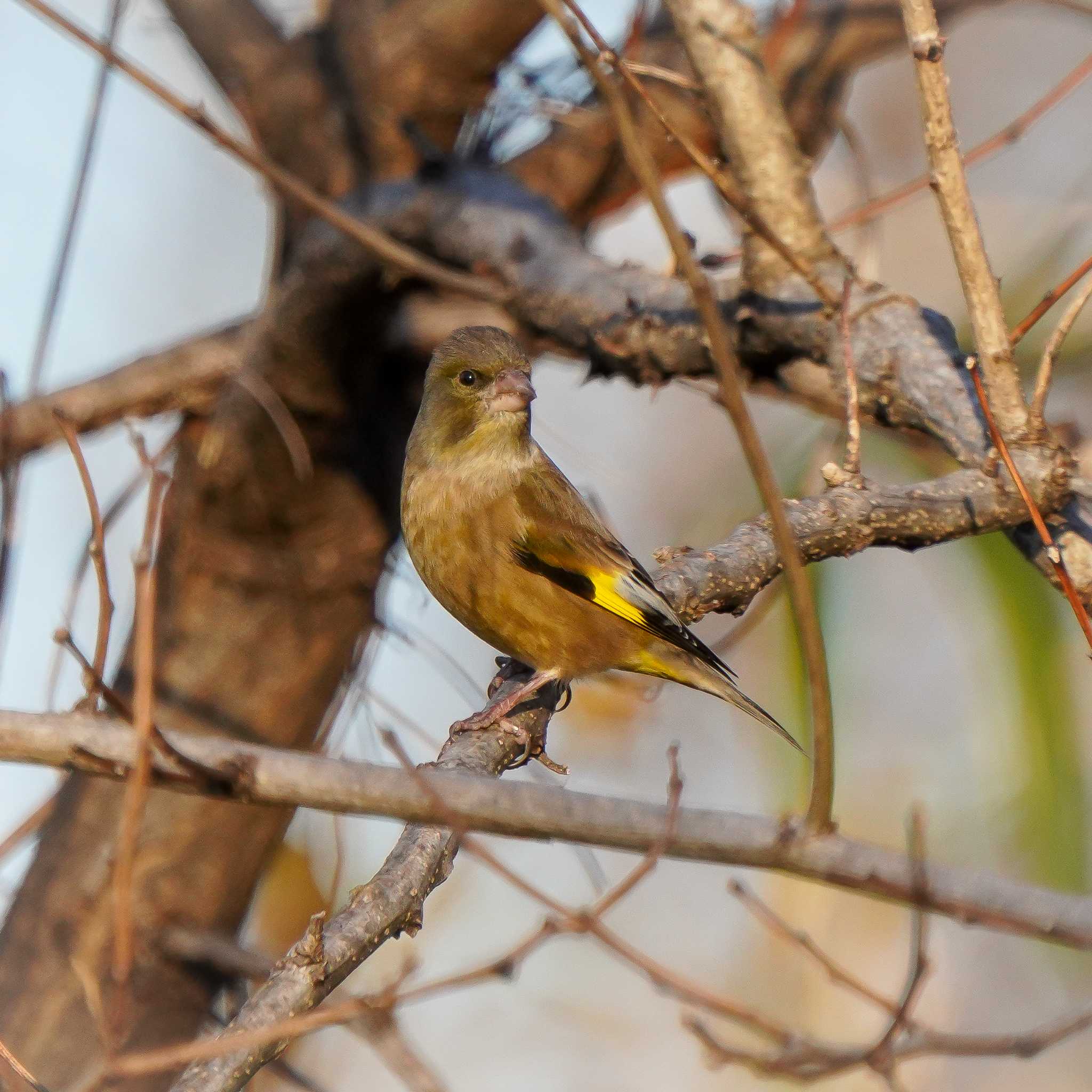 Photo of Grey-capped Greenfinch at Ooaso Wild Bird Forest Park by merumumu