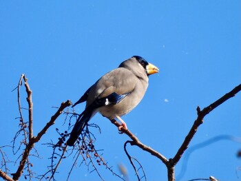 2021年12月27日(月) 六甲山の野鳥観察記録