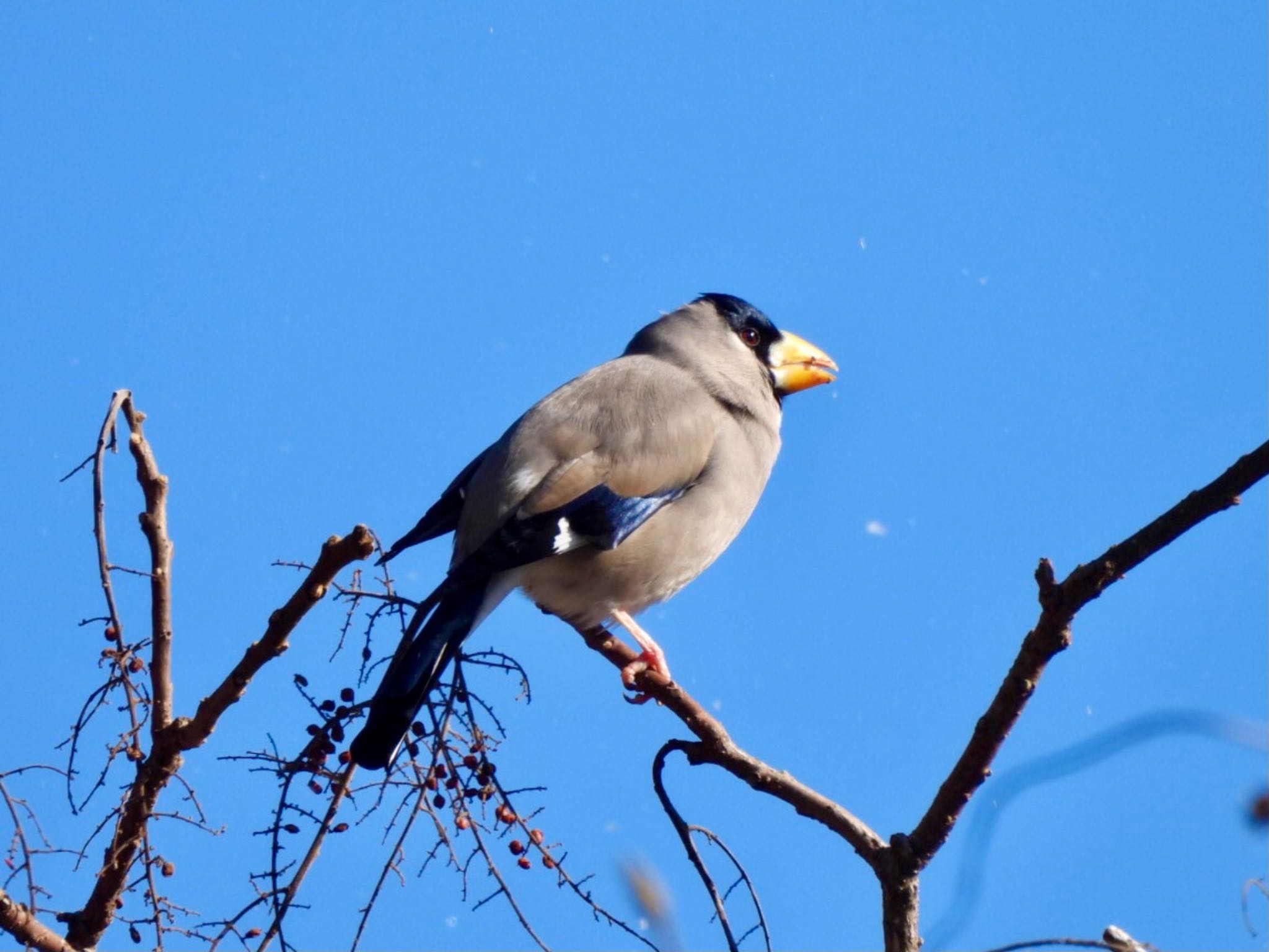 Japanese Grosbeak