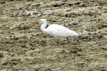 Pacific Reef Heron 黒島(八重山郡) Sat, 10/30/2021