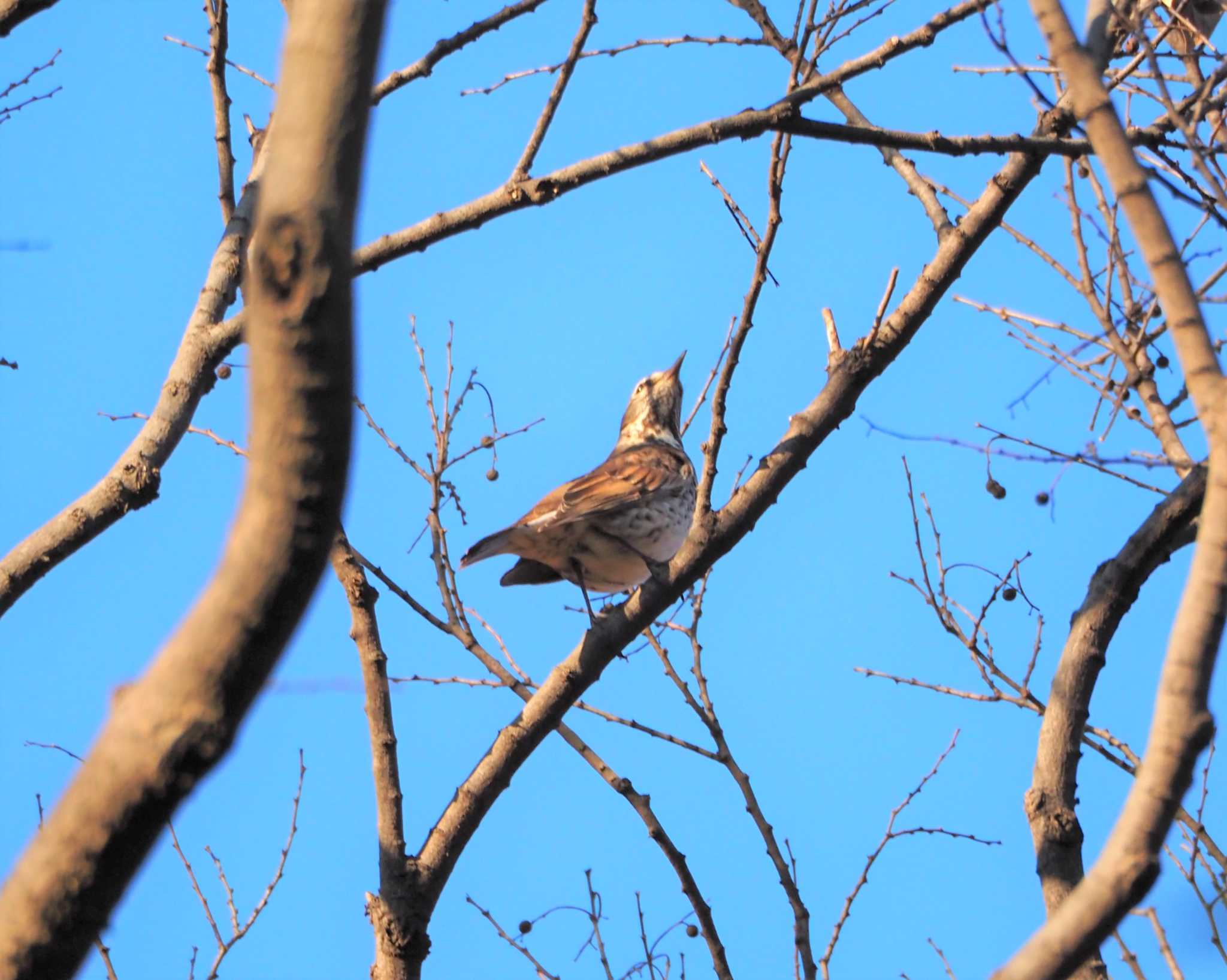 Dusky Thrush