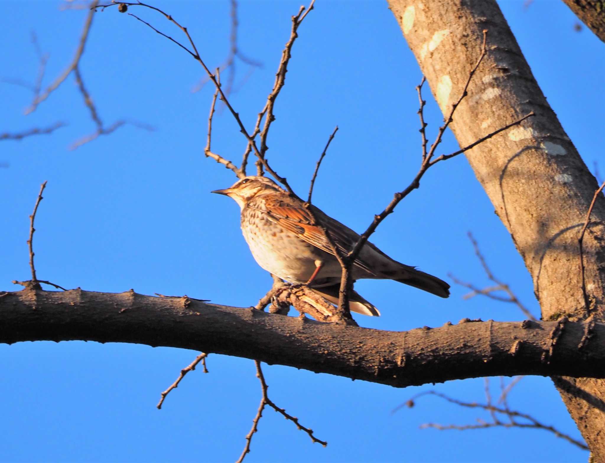 Dusky Thrush