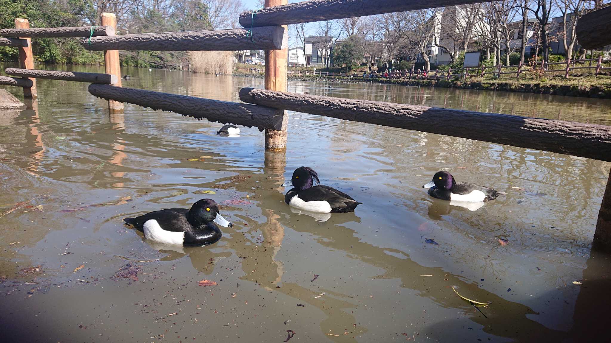 菊名池公園(神奈川県横浜市) キンクロハジロの写真 by でみちん