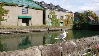 Vega Gull 小樽運河 Sun, 9/22/2019