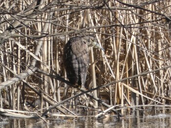 2021年12月27日(月) 新横浜公園の野鳥観察記録