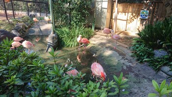 チリーフラミンゴ 野毛山動物園 2021年10月30日(土)