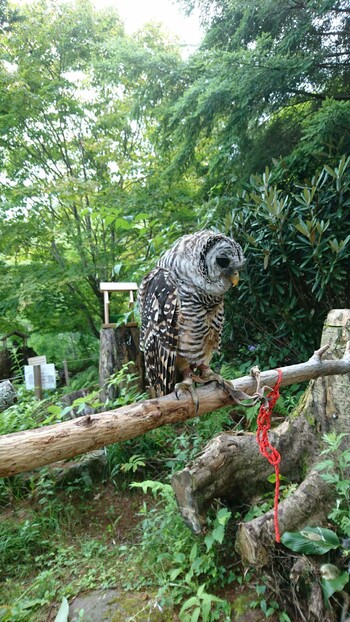 Rufous-legged Owl 白樺湖ふくろうの杜 Tue, 7/31/2018