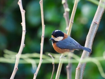 2021年12月24日(金) めかりPAの野鳥観察記録