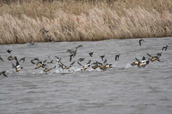 カワアイサ 秋田県大潟村 2021年12月2日(木)