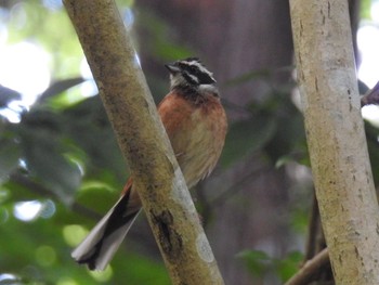 2017年6月14日(水) 早戸川林道の野鳥観察記録