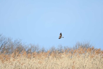 2021年12月26日(日) 渡良瀬遊水地の野鳥観察記録