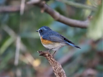 ルリビタキ 水元公園 2021年12月27日(月)